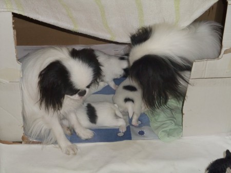 Yhdessä emo ja Olga-mummu hoitavat pentuja, kesä 2018