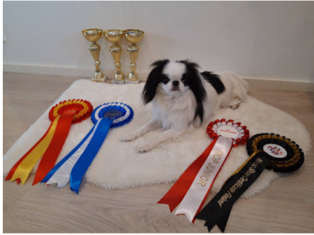 ROP Iisalmessa 2019, onnea Etsijän Uchikatsulle