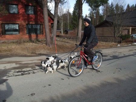Pyöräily tekee hyvää pienellekin koiralle