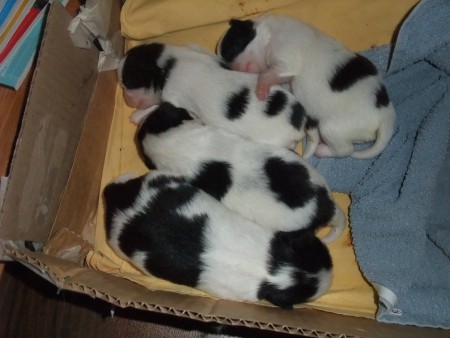 10.8.2020 pennuista kuva