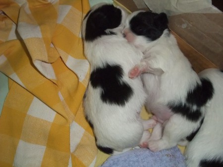 Läheisyys luo turvaa