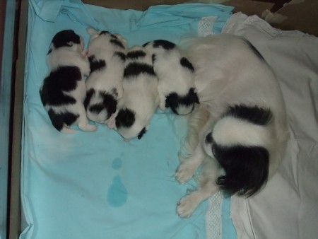 Olga-mummu  valvoo pentujen unta